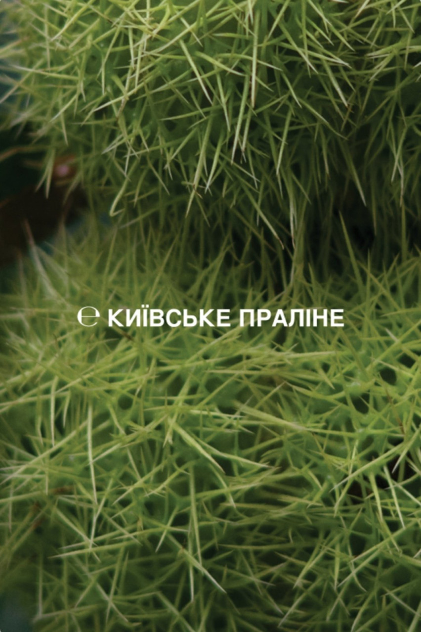 Крем для рук з олією дині Калахарі «Київське праліне» CR50KP sense education